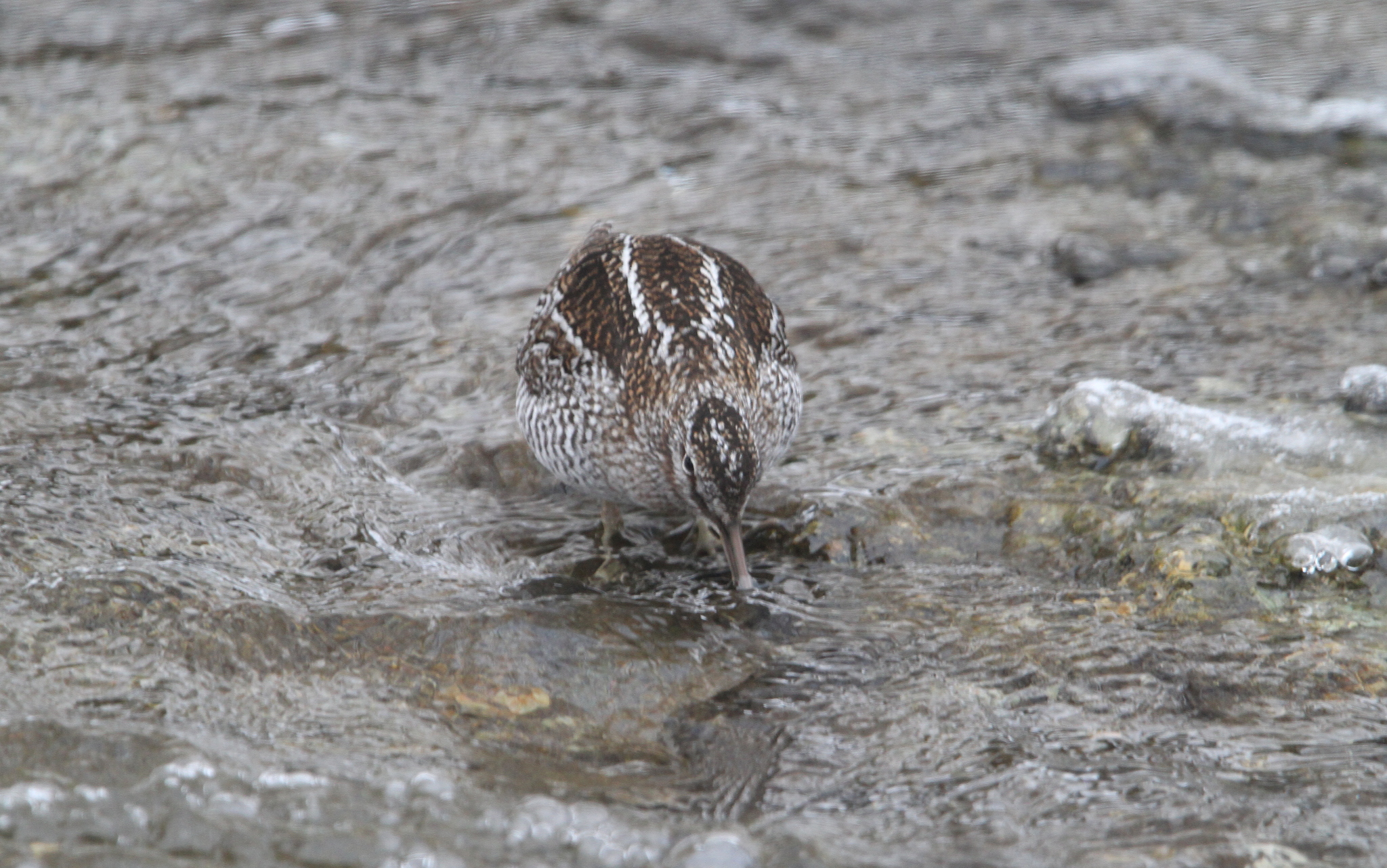 Solitary Snipe