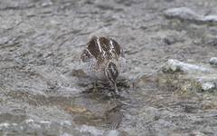 Gallinago solitaria