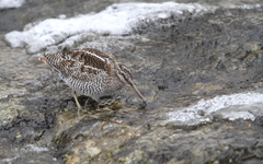 Gallinago solitaria