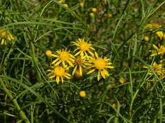 Senecio subulatus