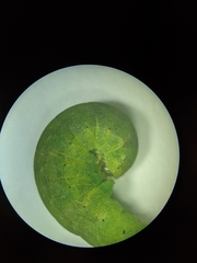 Neumichtis