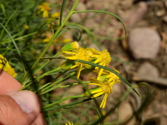 Senecio subulatus