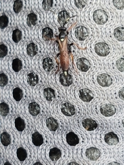 Ichneumon deliratorius