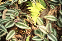 Takydromus kuehnei