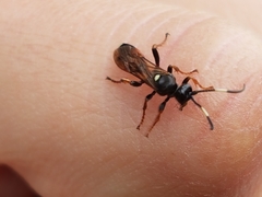 Ichneumon deliratorius