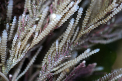 Electra verticillata