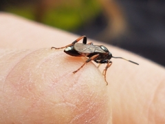Ichneumon deliratorius
