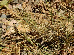 Aristida mendocina