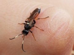 Ichneumon deliratorius