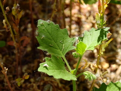 Solanum tweedianum