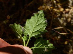 Solanum tweedianum