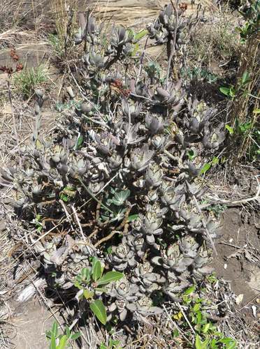 Panda Plant