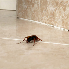 Hemipepsis mauritanica