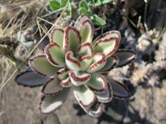 Kalanchoe tomentosa image