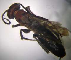 Agenioideus punicus