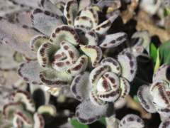 Kalanchoe tomentosa image