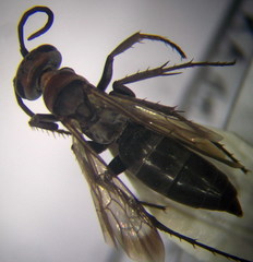 Agenioideus punicus