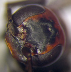 Agenioideus punicus