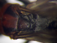 Agenioideus punicus