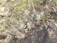 Kalanchoe tomentosa image