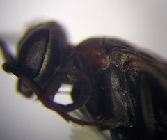 Agenioideus punicus