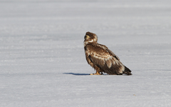 Haliaeetus