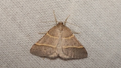 Perigune narbonea