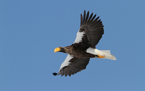 Steller's Sea-Eagle