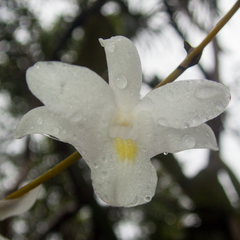 Dendrobium crumenatum