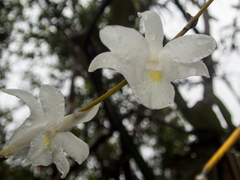 Dendrobium crumenatum