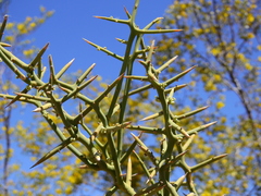 Hualania colletioides