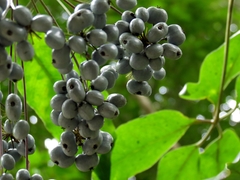 Mackinlaya macrosciadea