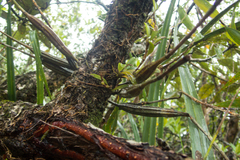 Dendrobium crumenatum
