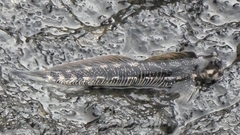 Alticus simplicirrus