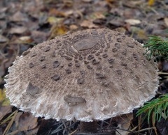 Macrolepiota procera