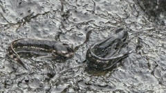 Alticus simplicirrus