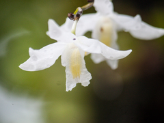 Dendrobium crumenatum