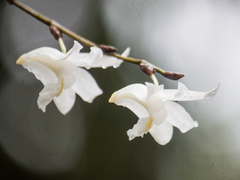 Dendrobium crumenatum