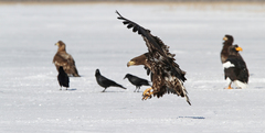Haliaeetus