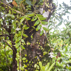 Dendrobium crumenatum
