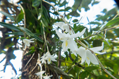 Dendrobium crumenatum
