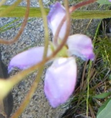 Primula jeffreyi