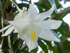 Dendrobium crumenatum