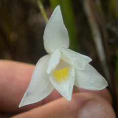 Dendrobium crumenatum