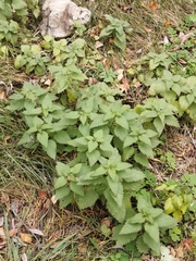 Urtica dioica