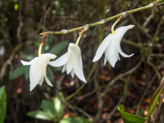 Dendrobium crumenatum