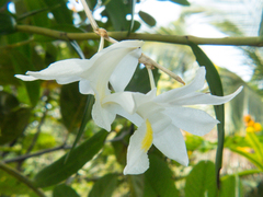 Dendrobium crumenatum