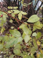 Rosa