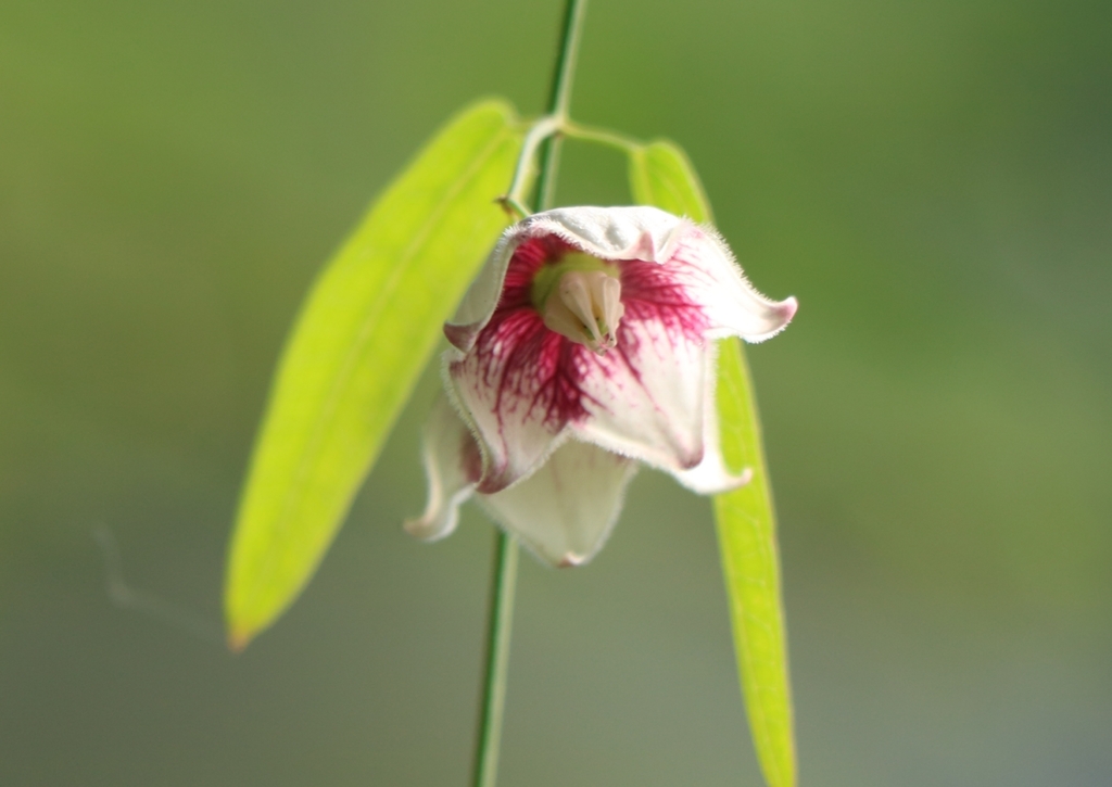 Rosy Milkweed Vine