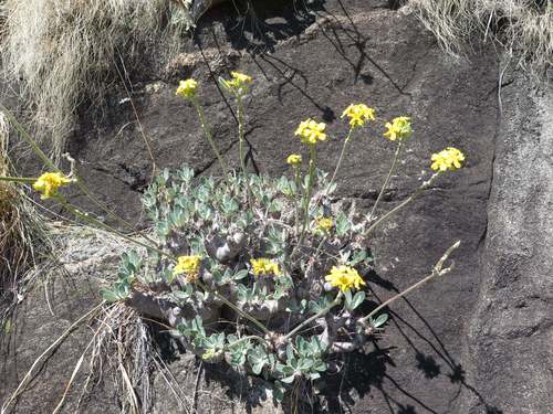 Pachypodium densiflorum